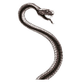 Black Mamba